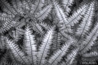 Silver Carpet