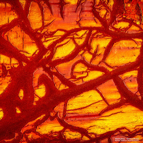 FIre Tree