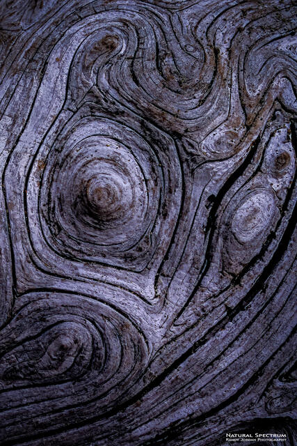 Eye of the Whale print