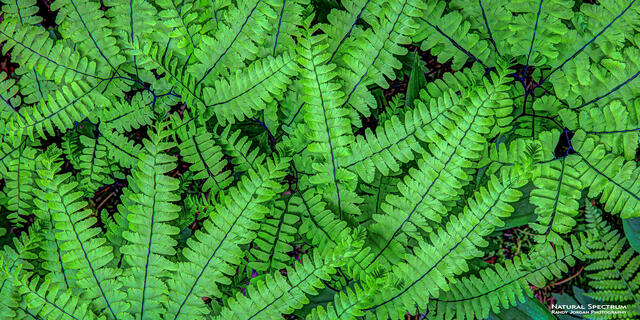 The Green print