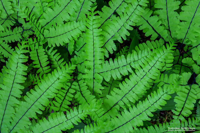 Sea of Green print