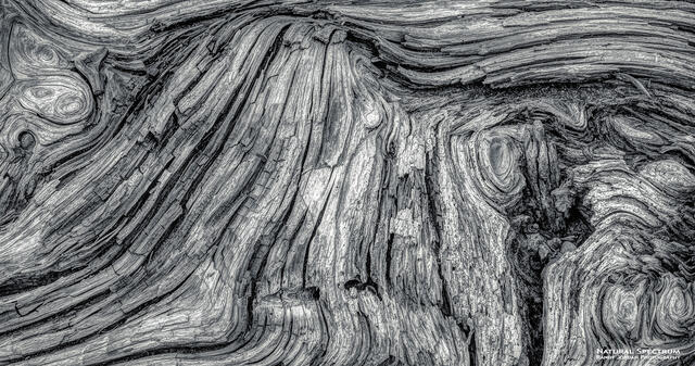 Lava Tree print