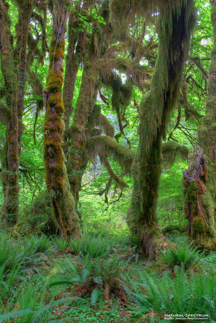 Primeval Green print