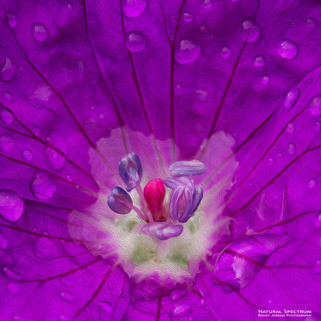 A Bee's Eye View print