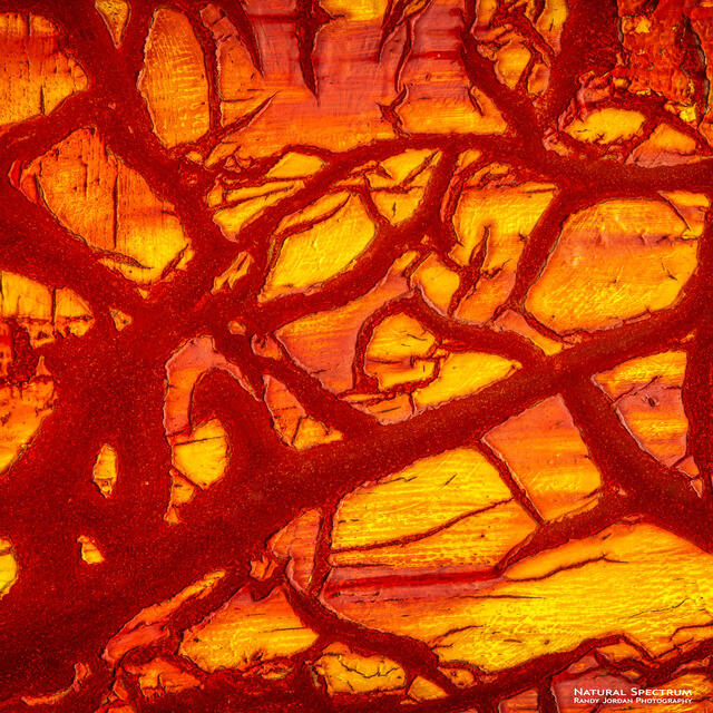 FIre Tree print