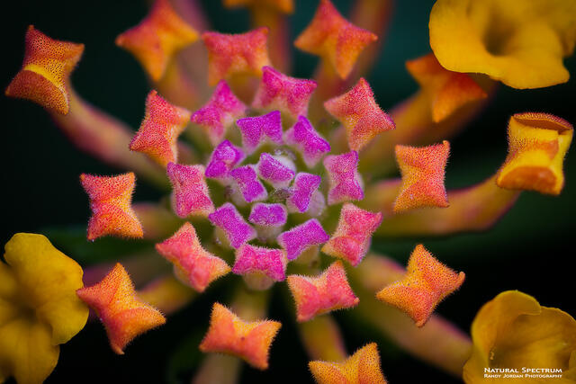 Starburst print