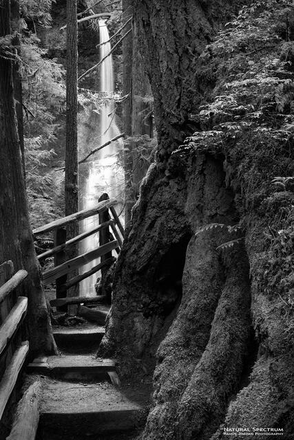 Mystical Path print