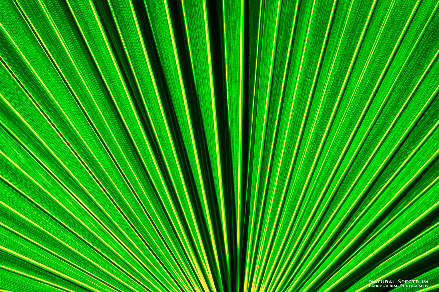 Abstraction of sunlight backlighting a Palmetto palm.