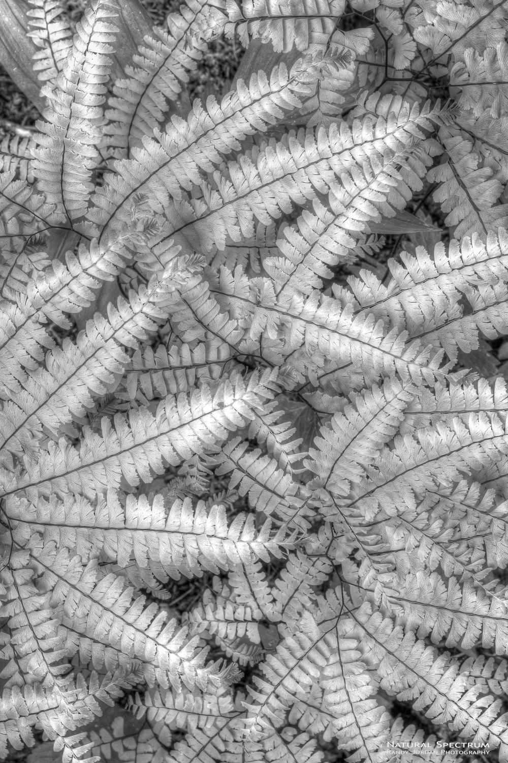 A carpet of Maidenhair Ferns, in monochrome expression.
