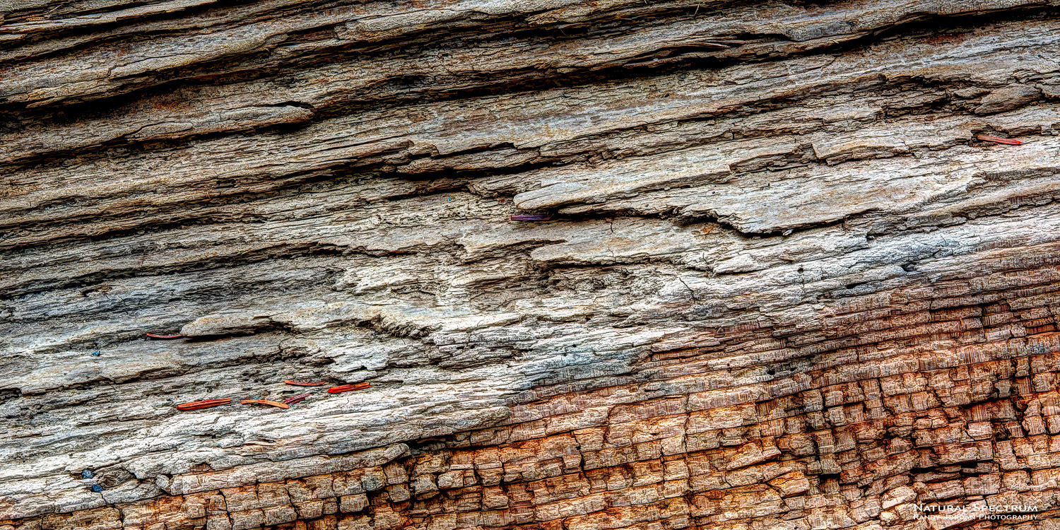 Abstraction of driftwood where weathering and time have exposed two different characters.