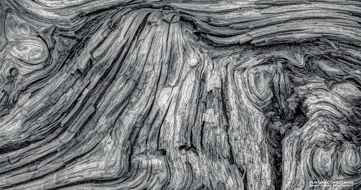 Monochrome interpretation of driftwood along Rialto Beach, Washington.