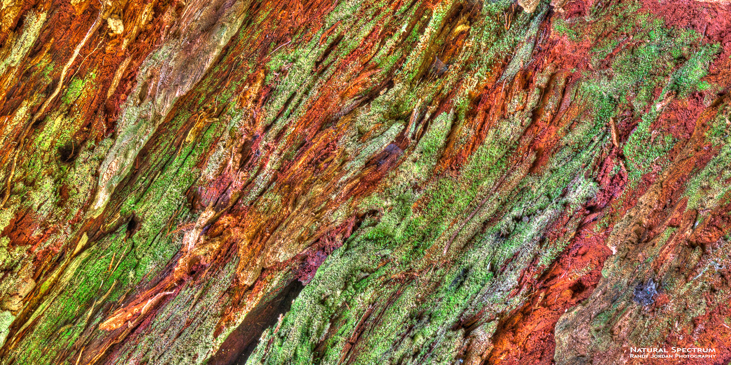Intimate abstraction of colorful tree bark in the Hoh Rainforest, Olympic National Park.