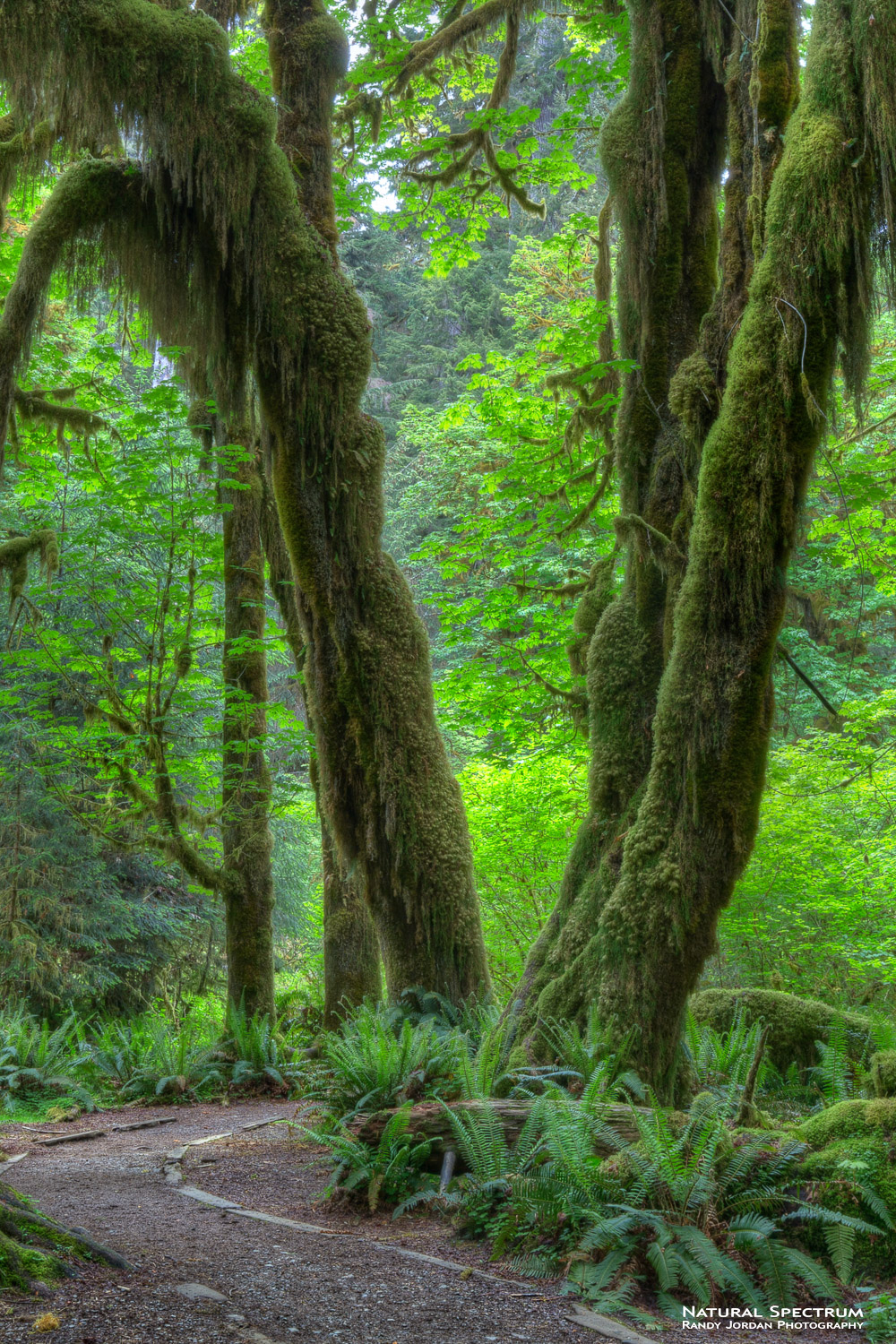 Tranquility of the Hoh Rainforest, Olympic National Park, Washington