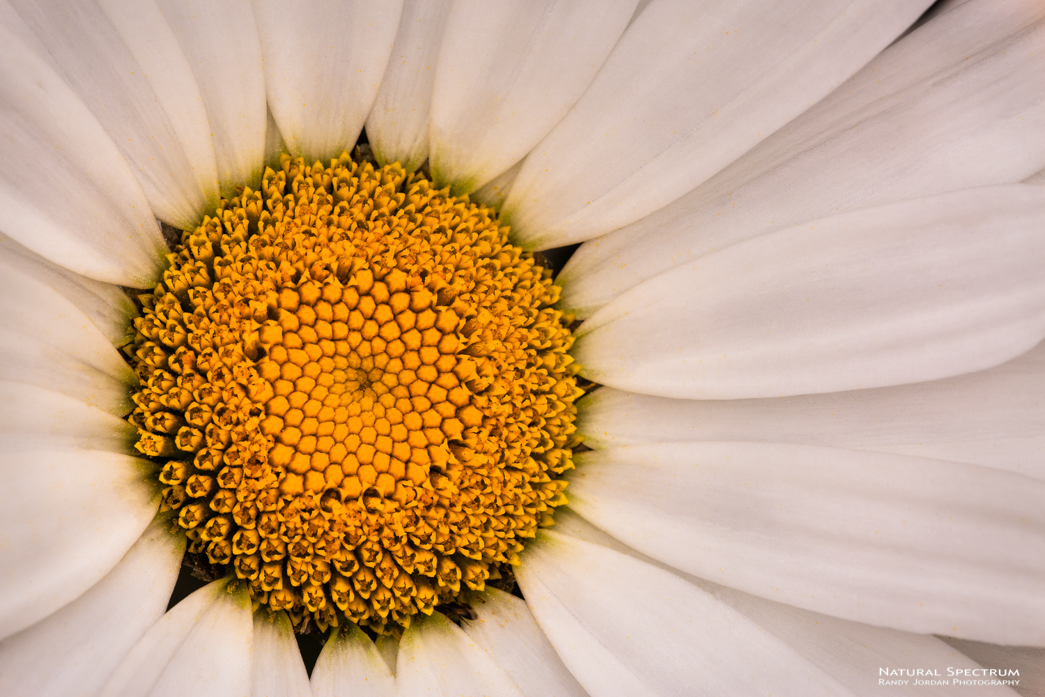 Even the most common can offer intimate expressions, such as this of a daisy on a soft light day.