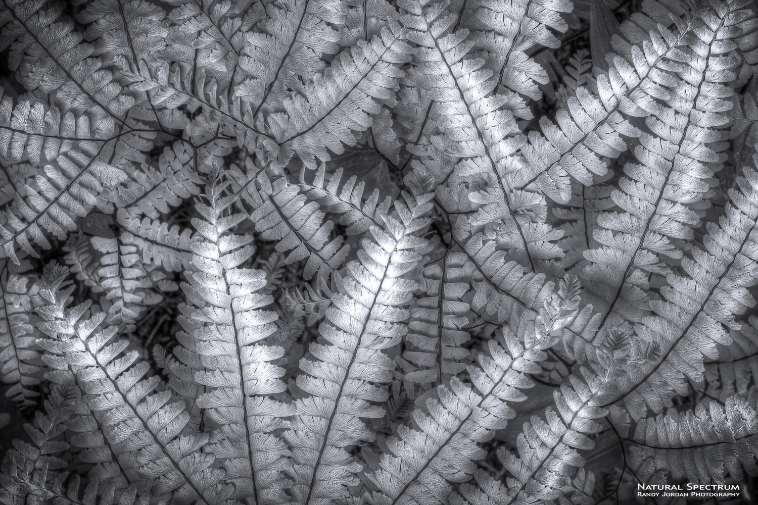 Maidenhair Ferns in a monchrome interpretation.