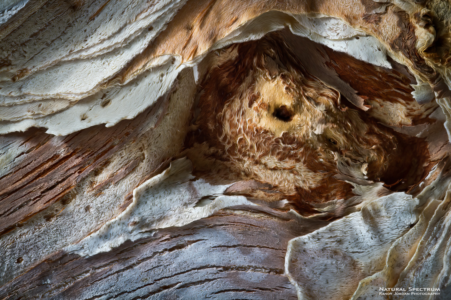 Abstraction of tree bark with an artist twist, suggesting the magic of the Hau'ula Forest Reserve, Oahu.