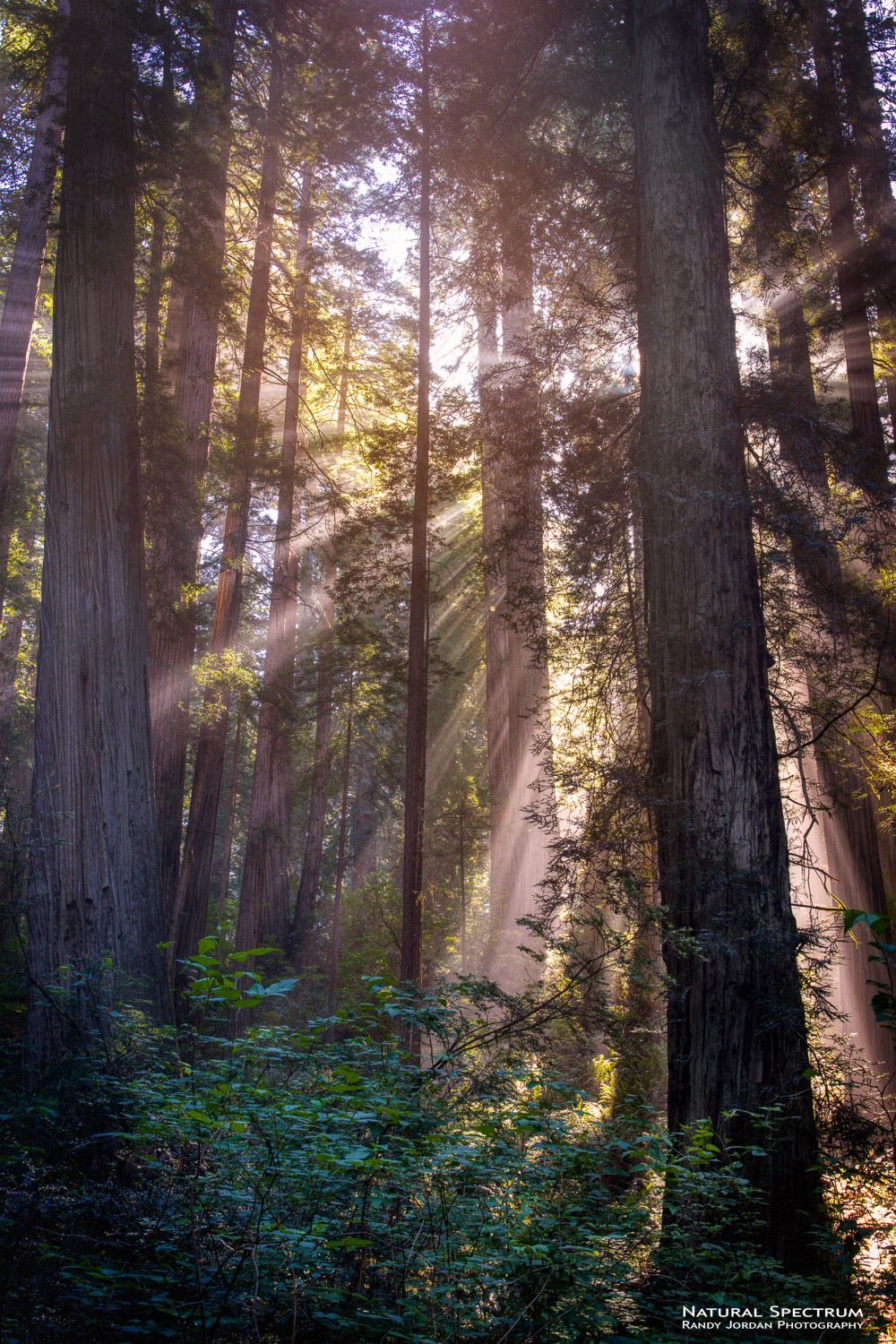 Early morning sun warming the redwood giants in Del Norte Coast Redwoods State Park, Californa.
